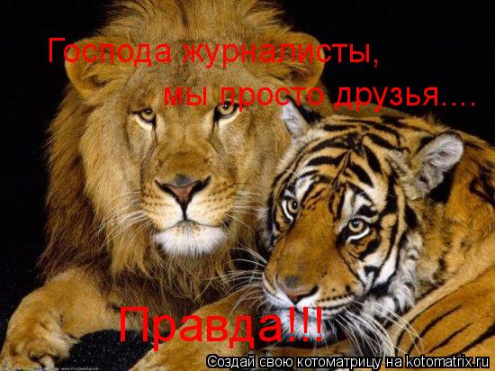 Котоматрица: Господа журналисты, мы просто друзья.... Правда!!!