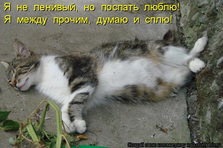 Котоматрица: Я  не  ленивый,  но  поспать  люблю! Я  между  прочим,  думаю  и  сплю!