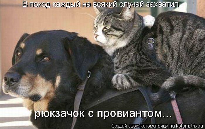 Котоматрица: В поход каждый на всякий случай захватил рюкзачок с провиантом...