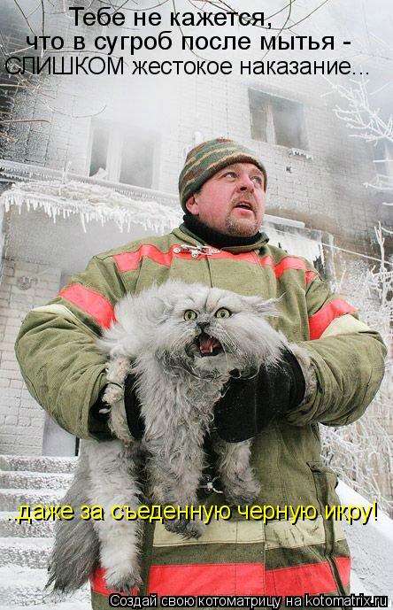 Котоматрица: Тебе не кажется, что в сугроб после мытья -  СЛИШКОМ жестокое наказание... ..даже за съеденную черную икру!