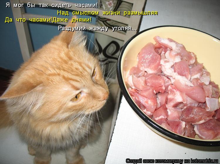 Котоматрица: Я  мог  бы  так  сидеть  часами! Над  смыслом  жизни  размышляя Да  что  часами!Даже  днями! Раздумий  жажду  утоляя...