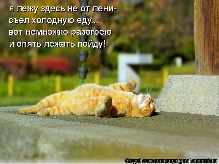 Котоматрица: я лежу здесь не от лени- съел холодную еду... вот немножко разогрею и опять лежать пойду!