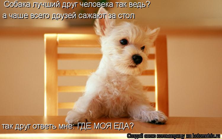 Котоматрица: Собака лучший друг человека так ведь? а чаше всего друзей сажают за стол так друг ответь мне: ГДЕ МОЯ ЕДА?
