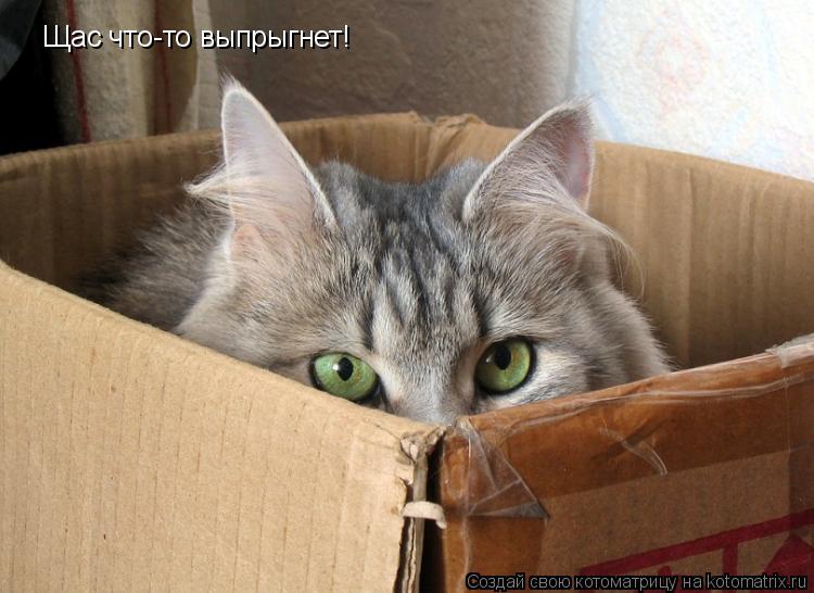 Котоматрица: Щас что-то выпрыгнет!