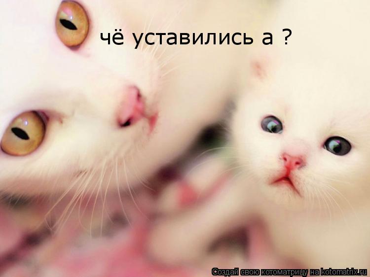 Котоматрица: чё уставились а ?