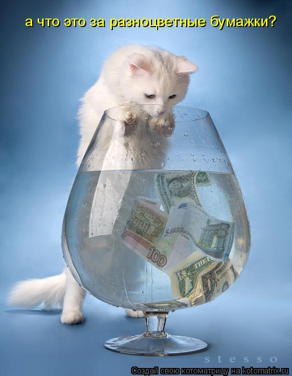 а что это за разноцветные бумажки?... Котоматрица: а что это за разноцветные бумажки?