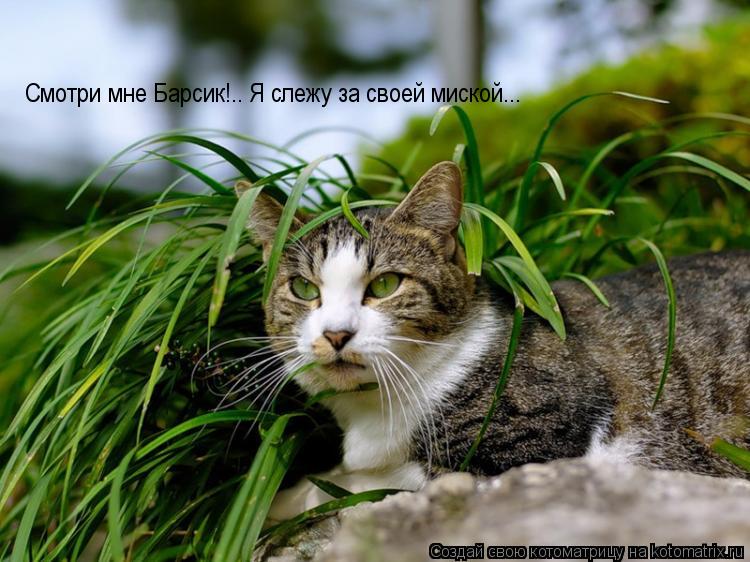 Смотри мне Барсик!.. Я слежу за своей миской...... Котоматрица: Смотри мне Барсик!.. Я слежу за своей миской...