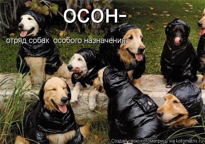 осон- отряд собак особого назначения... Котоматрица: осон- отряд собак особого назначения
