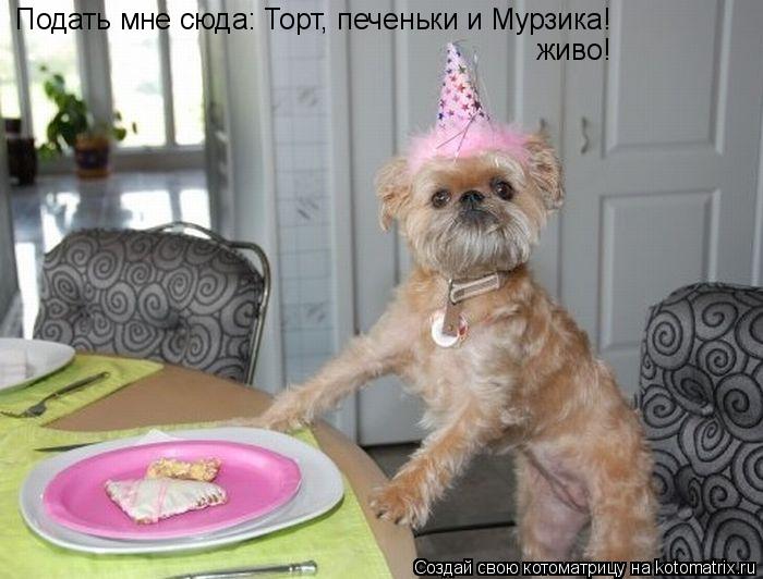 Подать мне сюда: Торт, печеньки и Мурзика! живо!... Котоматрица: Подать мне сюда: Торт, печеньки и Мурзика! живо!