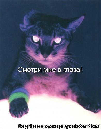 Смотри мне в глаза!... Котоматрица: Смотри мне в глаза!