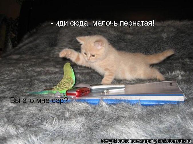 - иди сюда, мелочь пернатая! - Вы это мне сэр?... Котоматрица: - иди сюда, мелочь пернатая! - Вы это мне сэр?