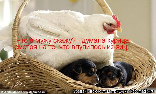 Что я мужу скажу? - думала курица, смотря на то, что влупилось из яиц.... Котоматрица: Что я мужу скажу? - думала курица, смотря на то, что влупилось из яиц.