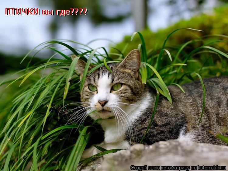 ПТИЧКИ вы где???? ПТИЧКИ вы где????... Котоматрица: ПТИЧКИ вы где???? ПТИЧКИ вы где????