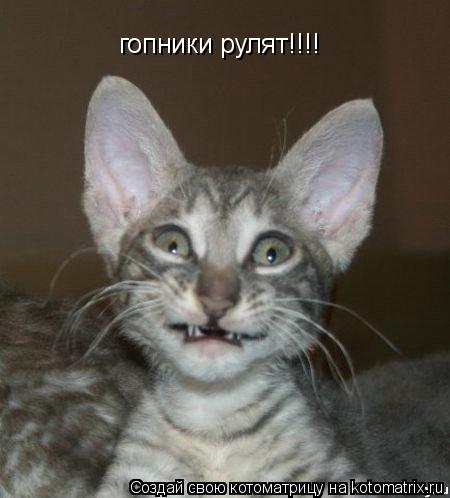 гопники рулят!!!!... Котоматрица: гопники рулят!!!!