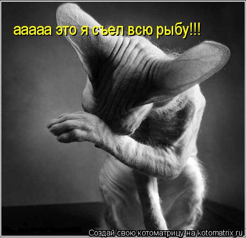 ааааа это я съел всю рыбу!!!... Котоматрица: ааааа это я съел всю рыбу!!!