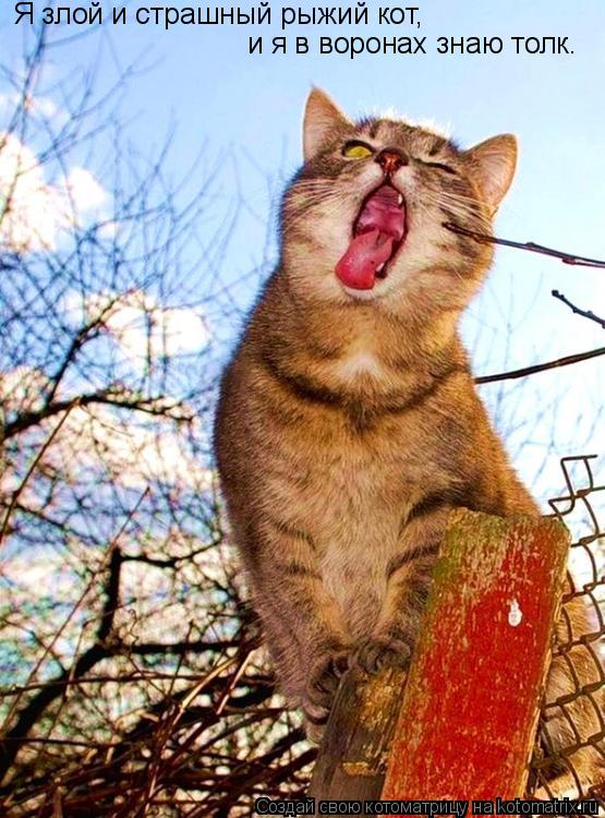 Котоматрица: Я злой и страшный рыжий кот, и я в воронах знаю толк.
