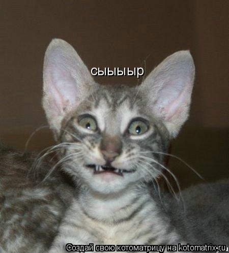 сыыыыр... Котоматрица: сыыыыр