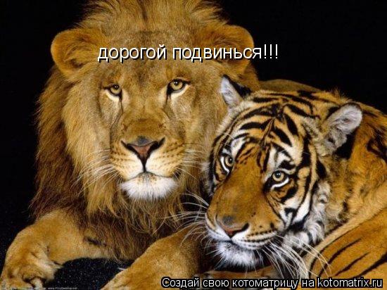 дорогой подвинься!!!... Котоматрица: дорогой подвинься!!!