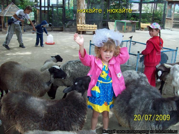 нюхайте , нюхайте .... Котоматрица: нюхайте , нюхайте .