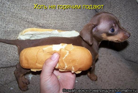 Хоть не горячим подают... Котоматрица: Хоть не горячим подают