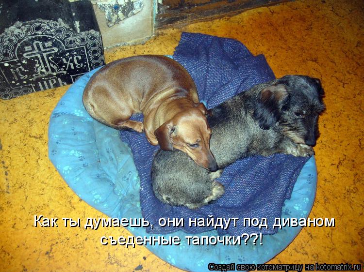 Как ты думаешь, они найдут под диваном съеденные тапочки??!... Котоматрица: Как ты думаешь, они найдут под диваном съеденные тапочки??!