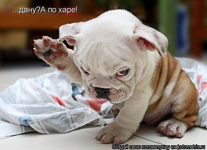 ...дану?А по харе!... Котоматрица: ...дану?А по харе!