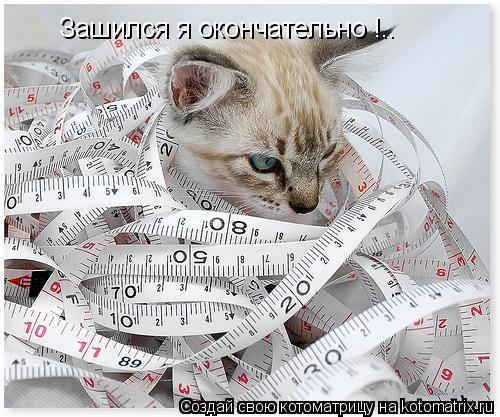 Зашился я окончательно !..... Котоматрица: Зашился я окончательно !..