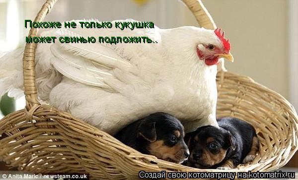 Похоже не только кукушка может свинью подложить..... Котоматрица: Похоже не только кукушка может свинью подложить..