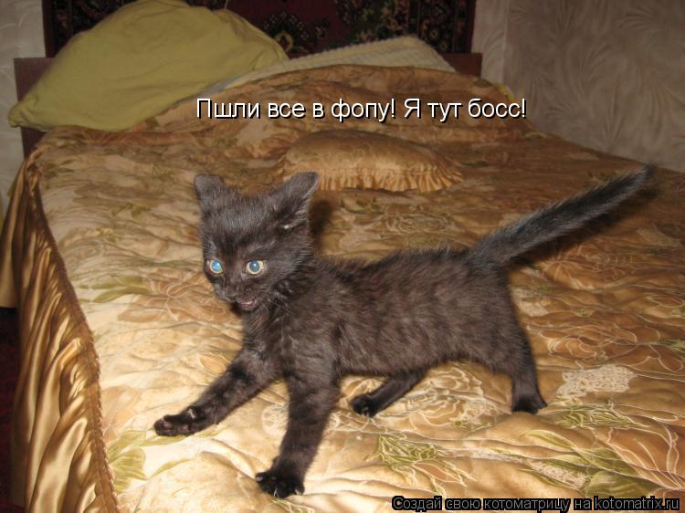 Пшли все в фопу! Я тут босс!... Котоматрица: Пшли все в фопу! Я тут босс!