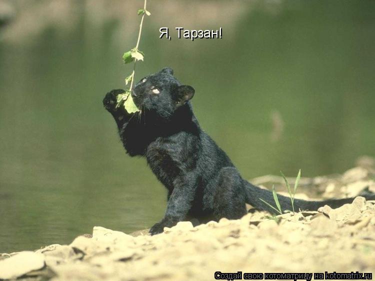 Я, Тарзан!... Котоматрица: Я, Тарзан!