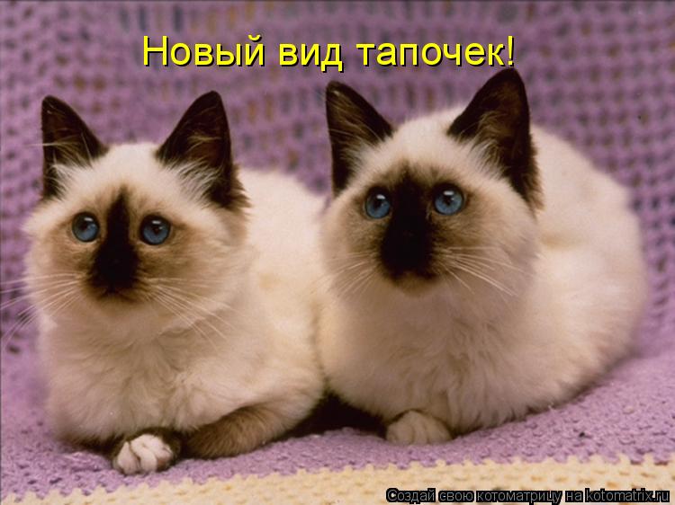 Новый вид тапочек!... Котоматрица: Новый вид тапочек!