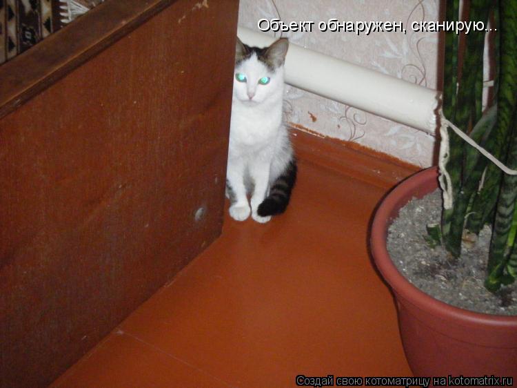 Объект обнаружен, сканирую...... Котоматрица: Объект обнаружен, сканирую...