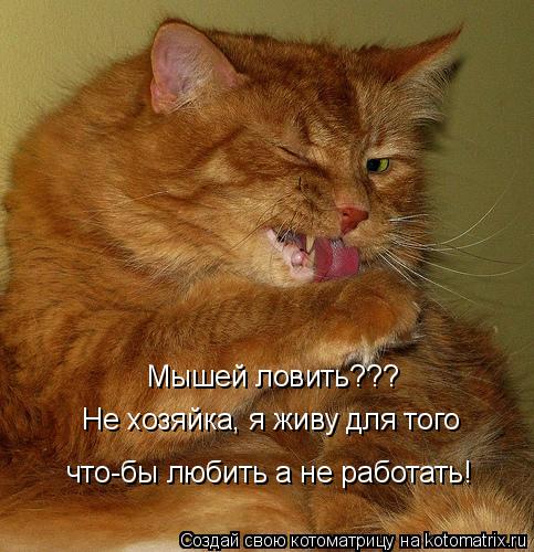 Мышей ловить??? Не хозяйка, я живу для того что-бы любить а не работать!... Котоматрица: Мышей ловить??? Не хозяйка, я живу для того что-бы любить а не работать!