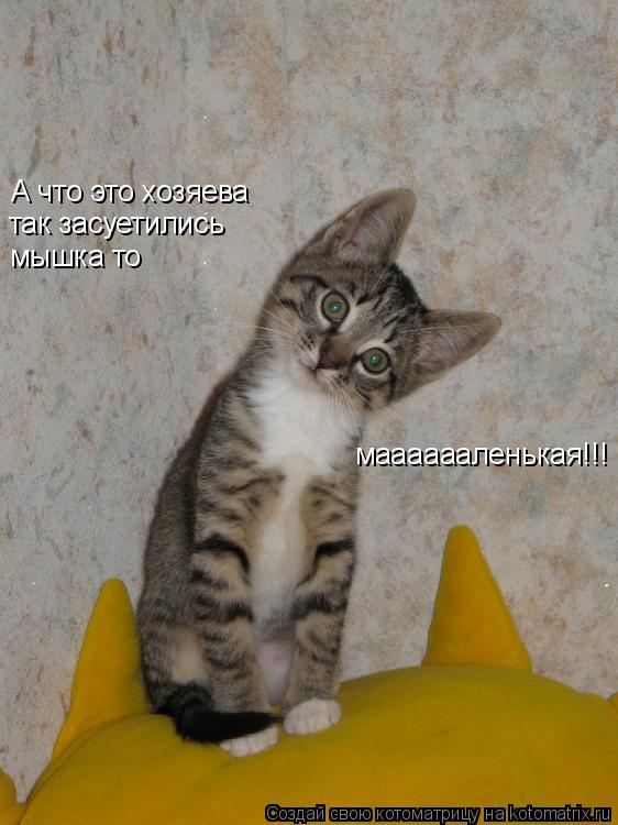 А что это хозяева так засуетились мышка то мааааааленькая!!!... Котоматрица: А что это хозяева так засуетились мышка то мааааааленькая!!!