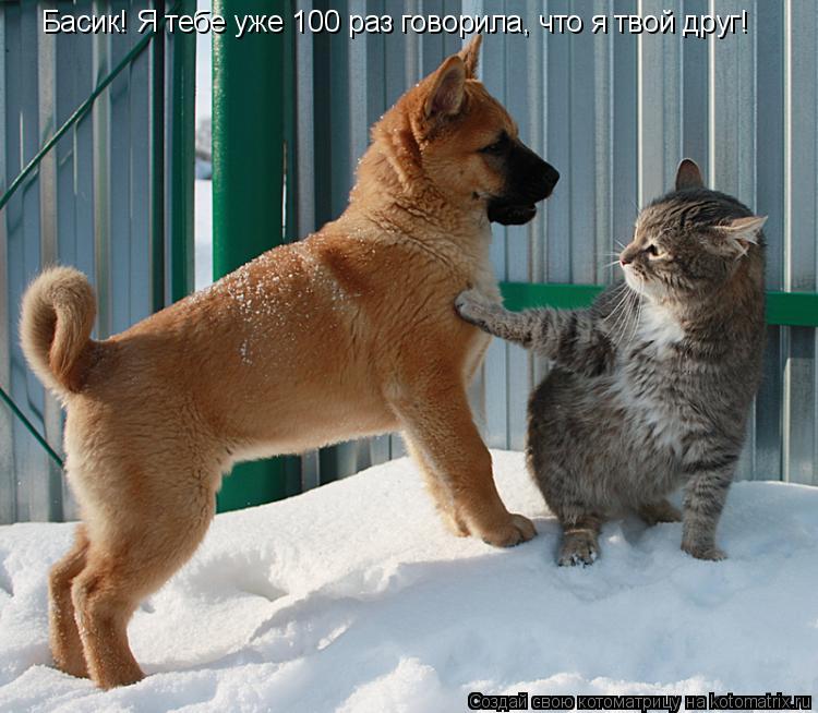 Котоматрица: Басик! Я тебе уже 100 раз говорила, что я твой друг!