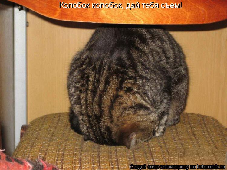 Котоматрица: Колобок колобок, дай тебя съем!