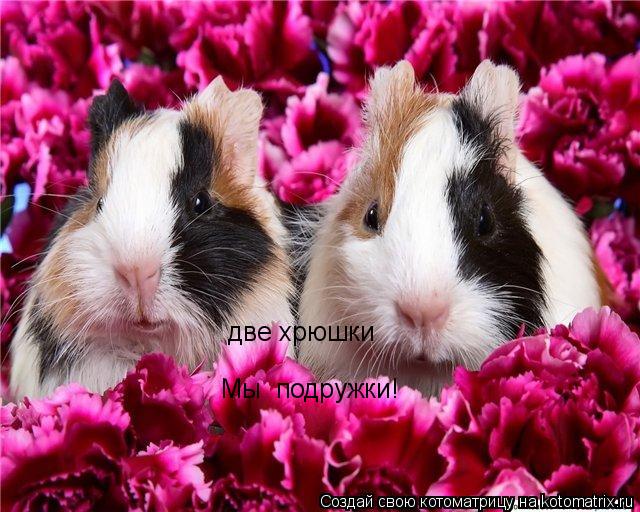 Котоматрица: Мы  подружки! две хрюшки
