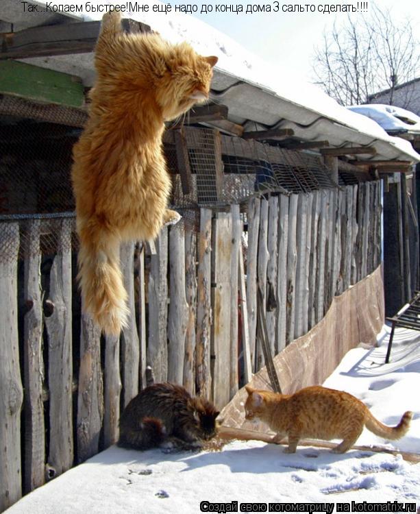 Котоматрица: Так...Копаем быстрее!Мне ещё надо до конца дома 3 сальто сделать!!!!