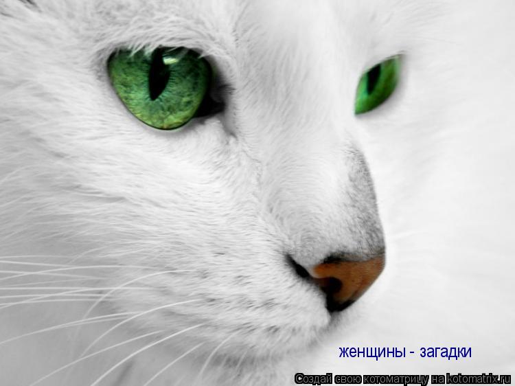 Котоматрица: женщины - загадки