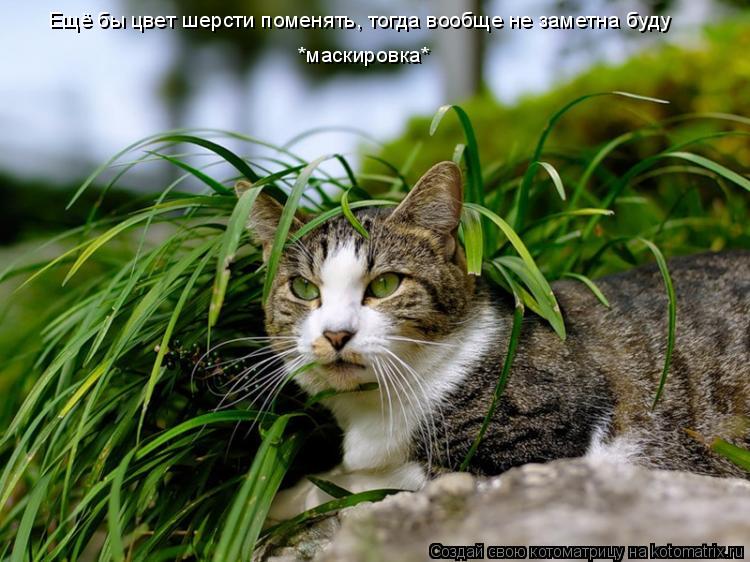 Котоматрица: Ещё бы цвет шерсти поменять, тогда вообще не заметна буду *маскировка*