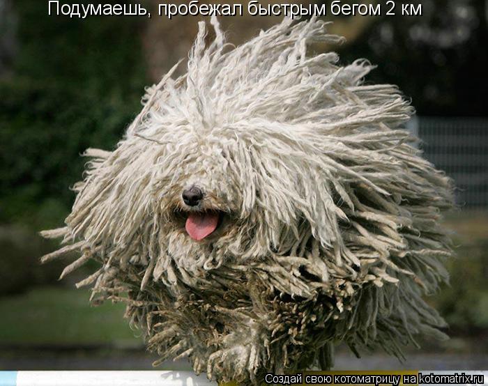 Котоматрица: Подумаешь, пробежал быстрым бегом 2 км