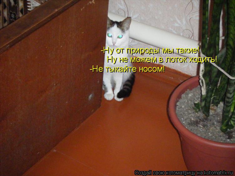 Котоматрица: -Ну от природы мы такие! Ну не можем в лоток ходить! -Не тыкайте носом!