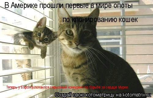 Котоматрица: В Америке прошли первые в мире опоты по клонированию кошек Теперь у Барсика появился серьозный конкурент по борьбе за сердце Мурки