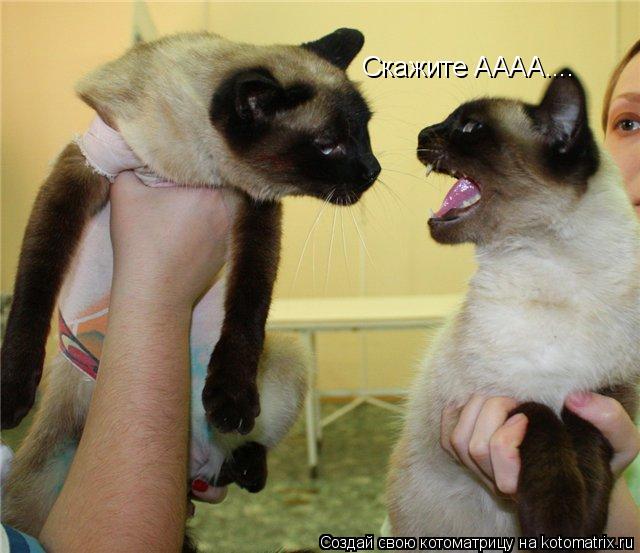 Котоматрица: Скажите АААА....