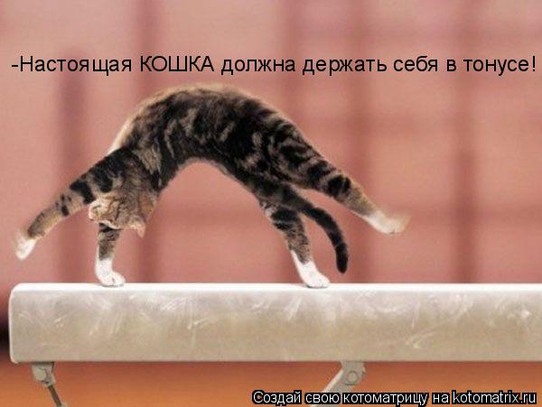 Котоматрица: -Настоящая КОШКА должна держать себя в тонусе!