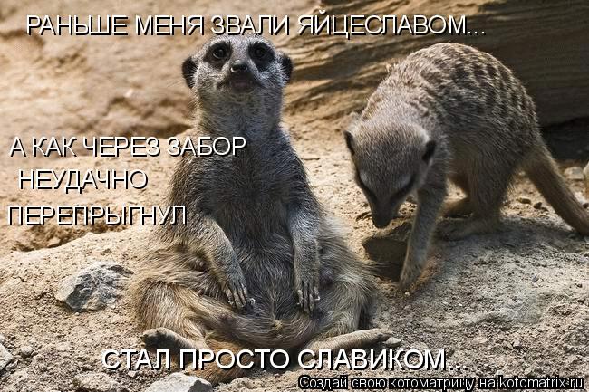 Котоматрица: РАНЬШЕ МЕНЯ ЗВАЛИ ЯЙЦЕСЛАВОМ... А КАК ЧЕРЕЗ ЗАБОР  НЕУДАЧНО  ПЕРЕПРЫГНУЛ СТАЛ ПРОСТО СЛАВИКОМ...