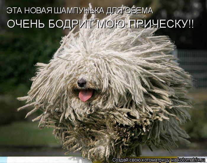 Котоматрица: ЭТА НОВАЯ ШАМПУНЬКА ДЛЯ ОБЕМА ОЧЕНЬ БОДРИТ МОЮ ПРИЧЕСКУ!!