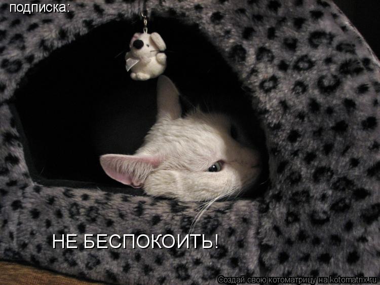 Котоматрица: подписка: НЕ БЕСПОКОИТЬ!