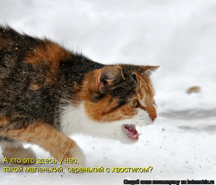 Котоматрица: А кто это здесь у нас,  такой маленький, серенький с хвостиком?