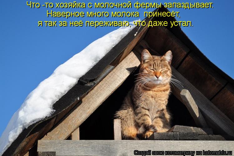 Котоматрица: Что -то хозяйка с молочной фермы запаздывает.  Наверное много молока  принесёт,  я так за неё переживаю, что даже устал.